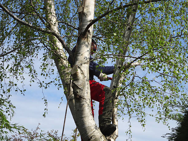 Best Leaf Removal  in USA